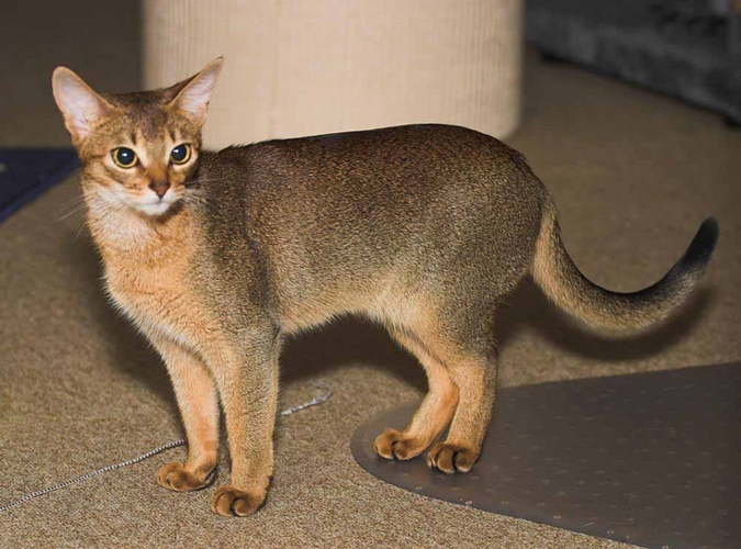 阿比西尼亚猫