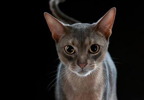 阿比西尼亚猫