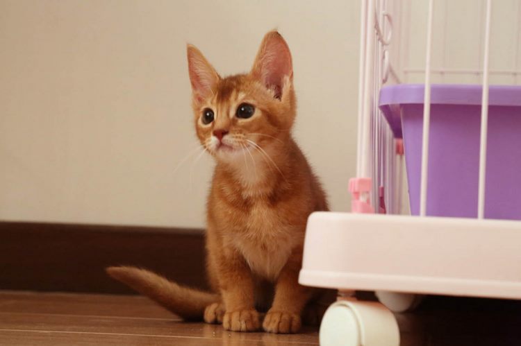 阿比西尼亚猫
