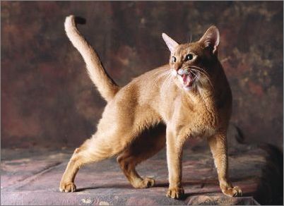 阿比西尼亚猫