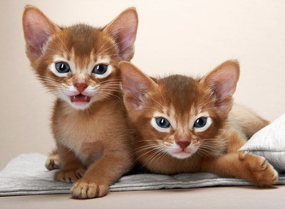 阿比西尼亚猫
