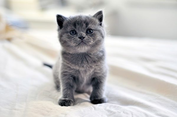 阿契安吉蓝猫