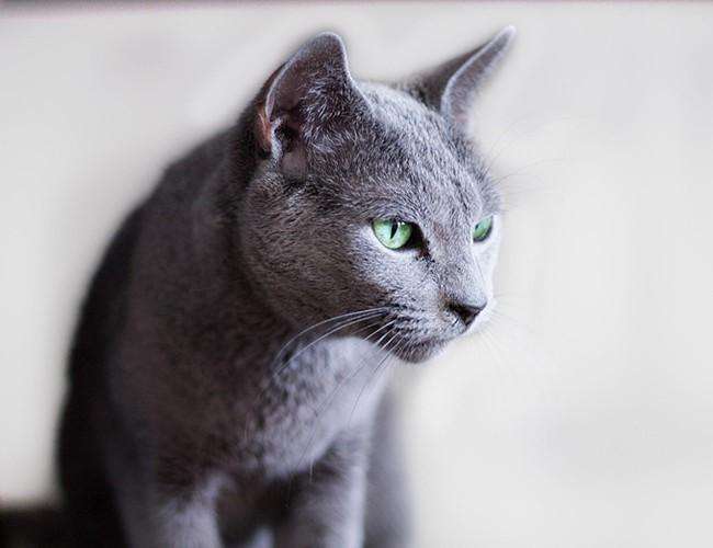 阿契安吉蓝猫
