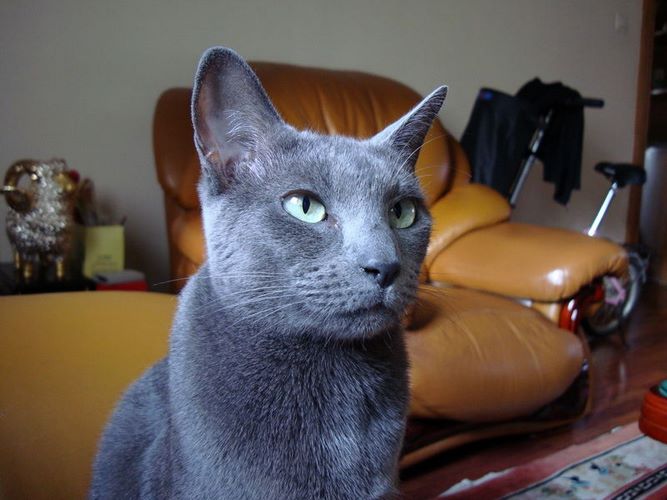 阿契安吉蓝猫