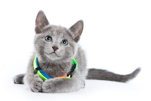阿契安吉蓝猫