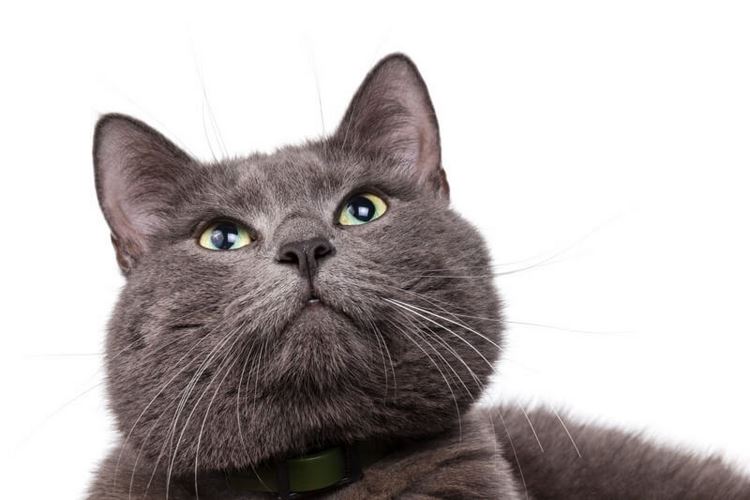阿契安吉蓝猫