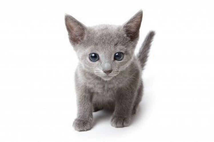 阿契安吉蓝猫
