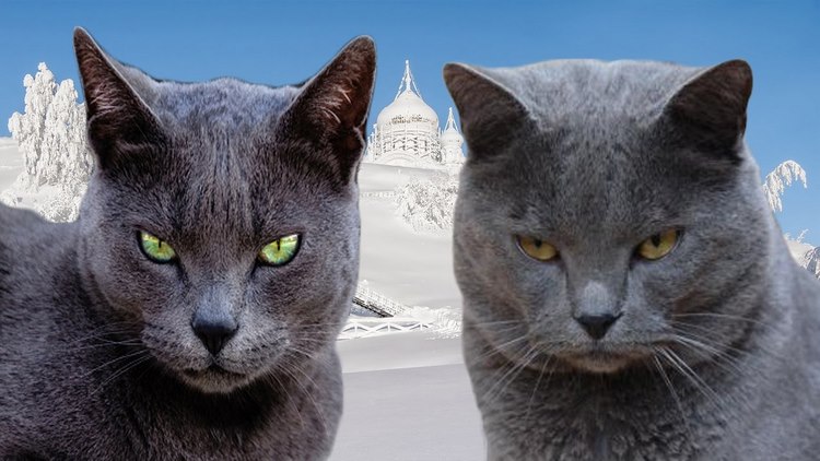 阿契安吉蓝猫