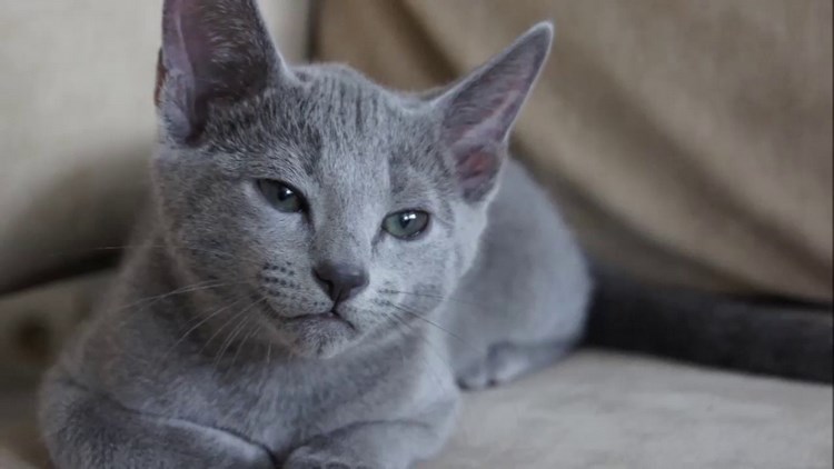 阿契安吉蓝猫