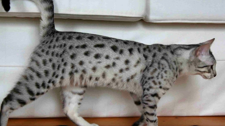埃及猫