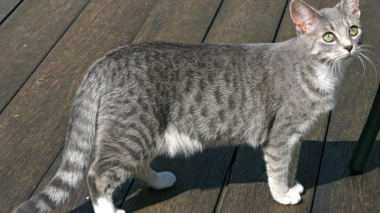 埃及猫