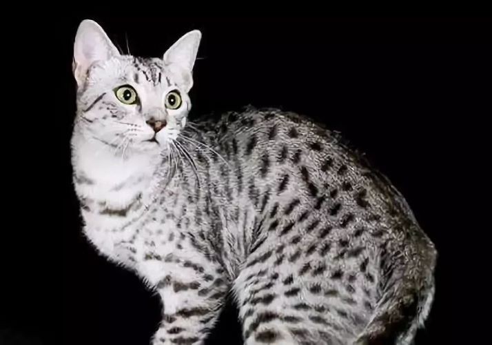 埃及猫