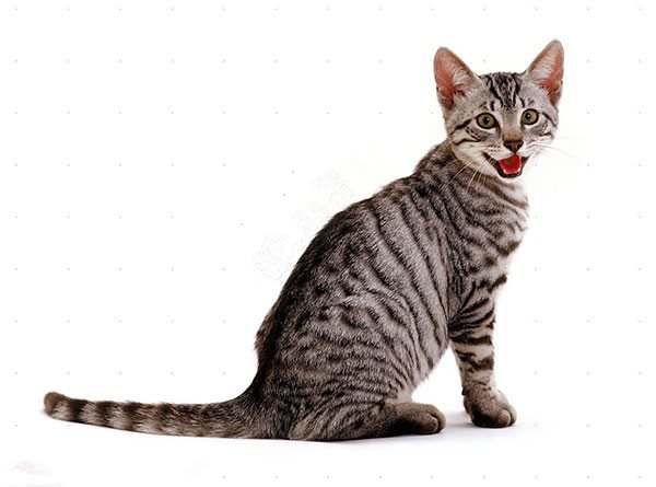 埃及猫