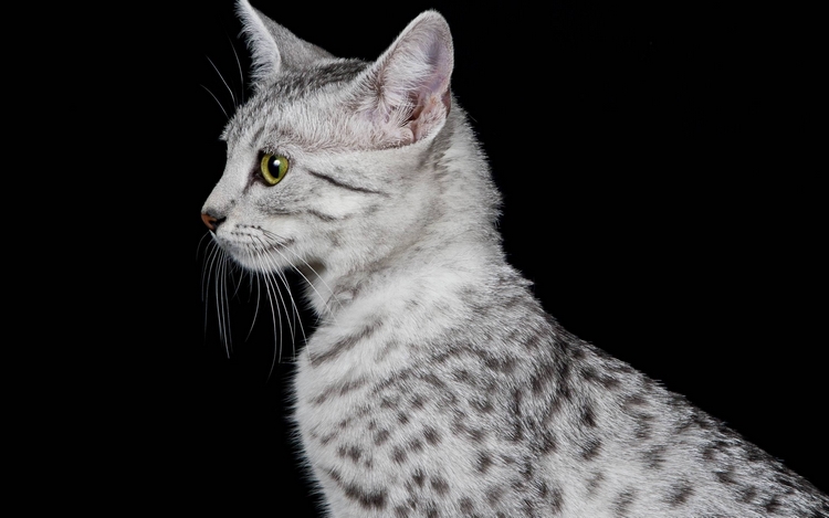 埃及猫