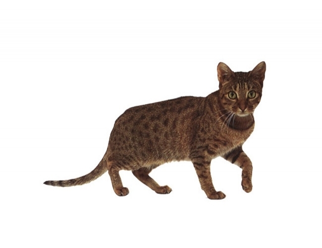 奥西猫