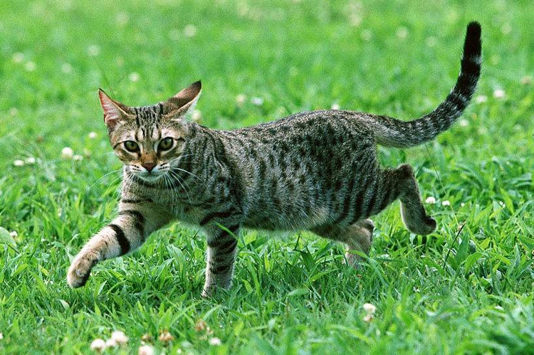 奥西猫
