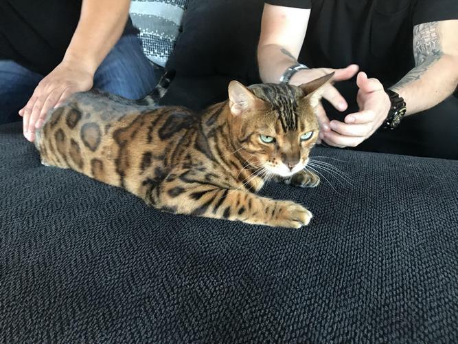奥西猫