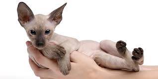 彼得秃猫
