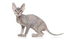 彼得秃猫