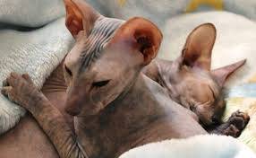 彼得秃猫
