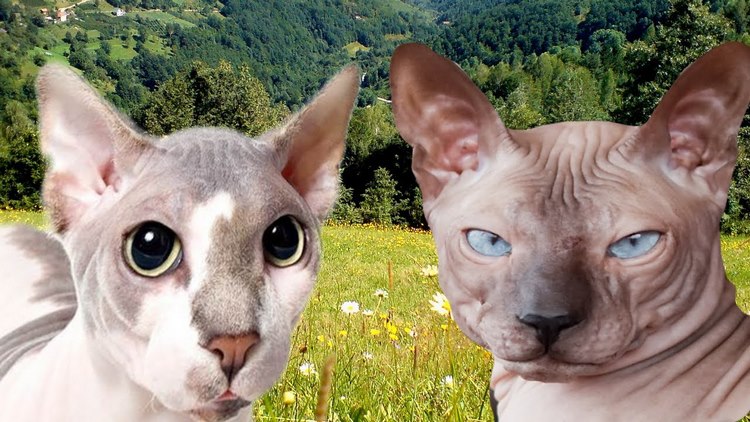 彼得秃猫