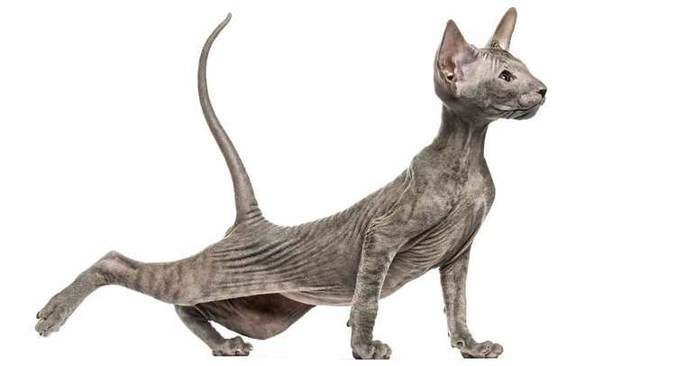 彼得秃猫