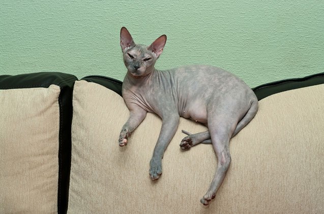 彼得秃猫