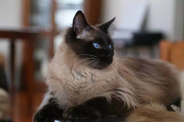 巴厘岛猫