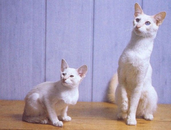 巴厘岛猫