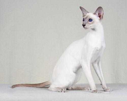 巴厘岛猫