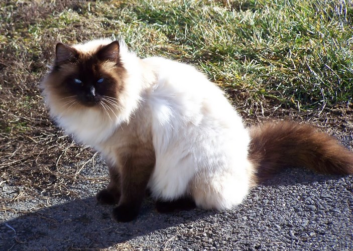 巴厘岛猫