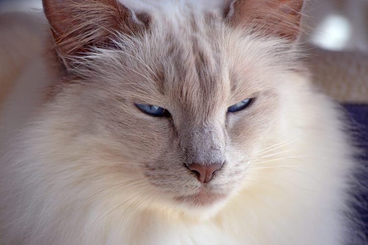 巴厘岛猫