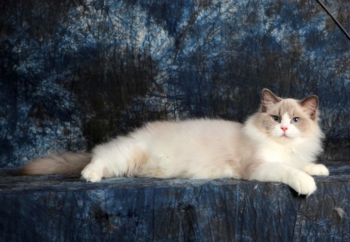 布偶猫