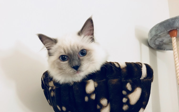 布偶猫
