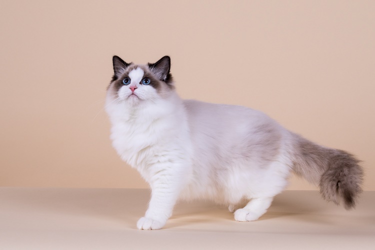 布偶猫