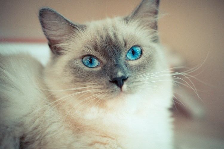 布偶猫