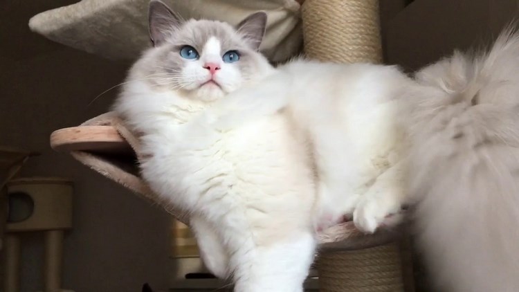布偶猫
