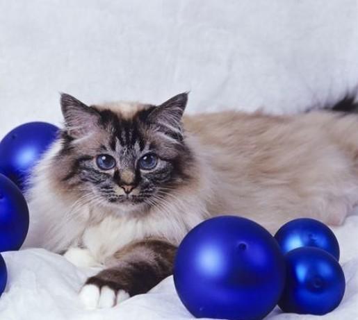 伯曼猫
