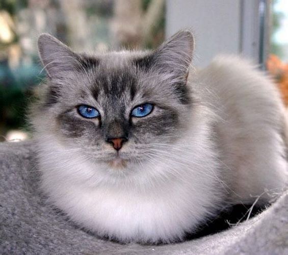 伯曼猫