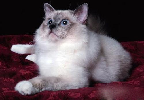 伯曼猫