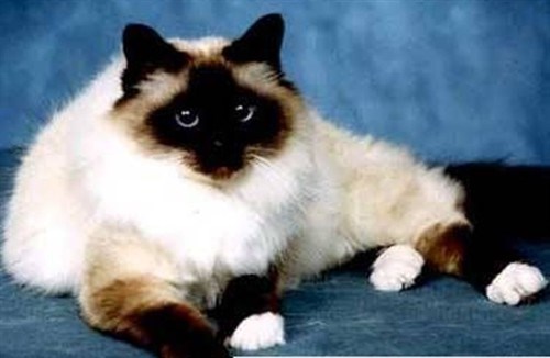 伯曼猫