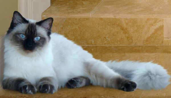 伯曼猫