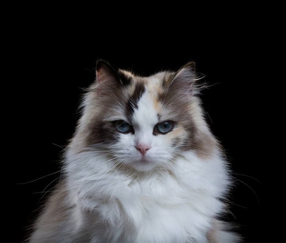 伯曼猫