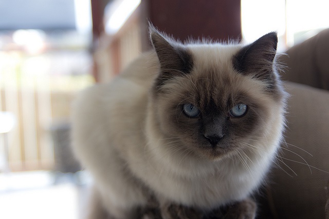 伯曼猫