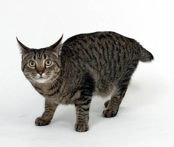 北美洲短毛猫