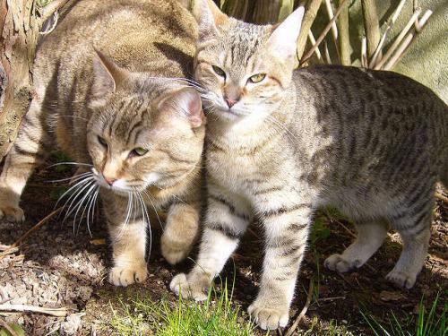 北美洲短毛猫