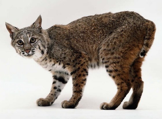 北美洲短毛猫