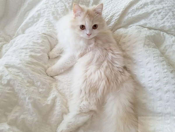 布履阑珊猫