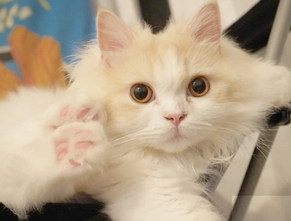 布履阑珊猫