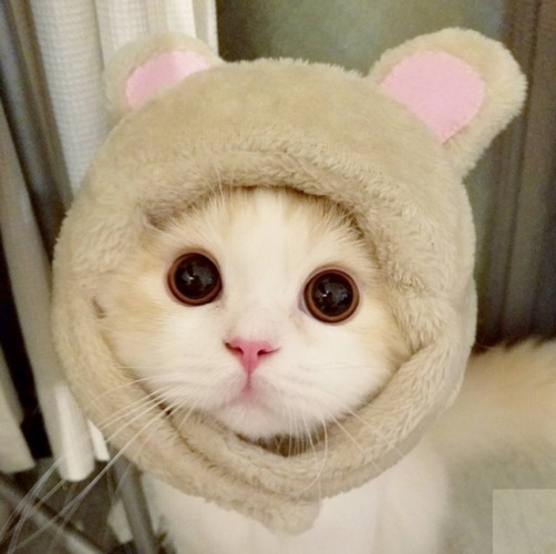 布履阑珊猫